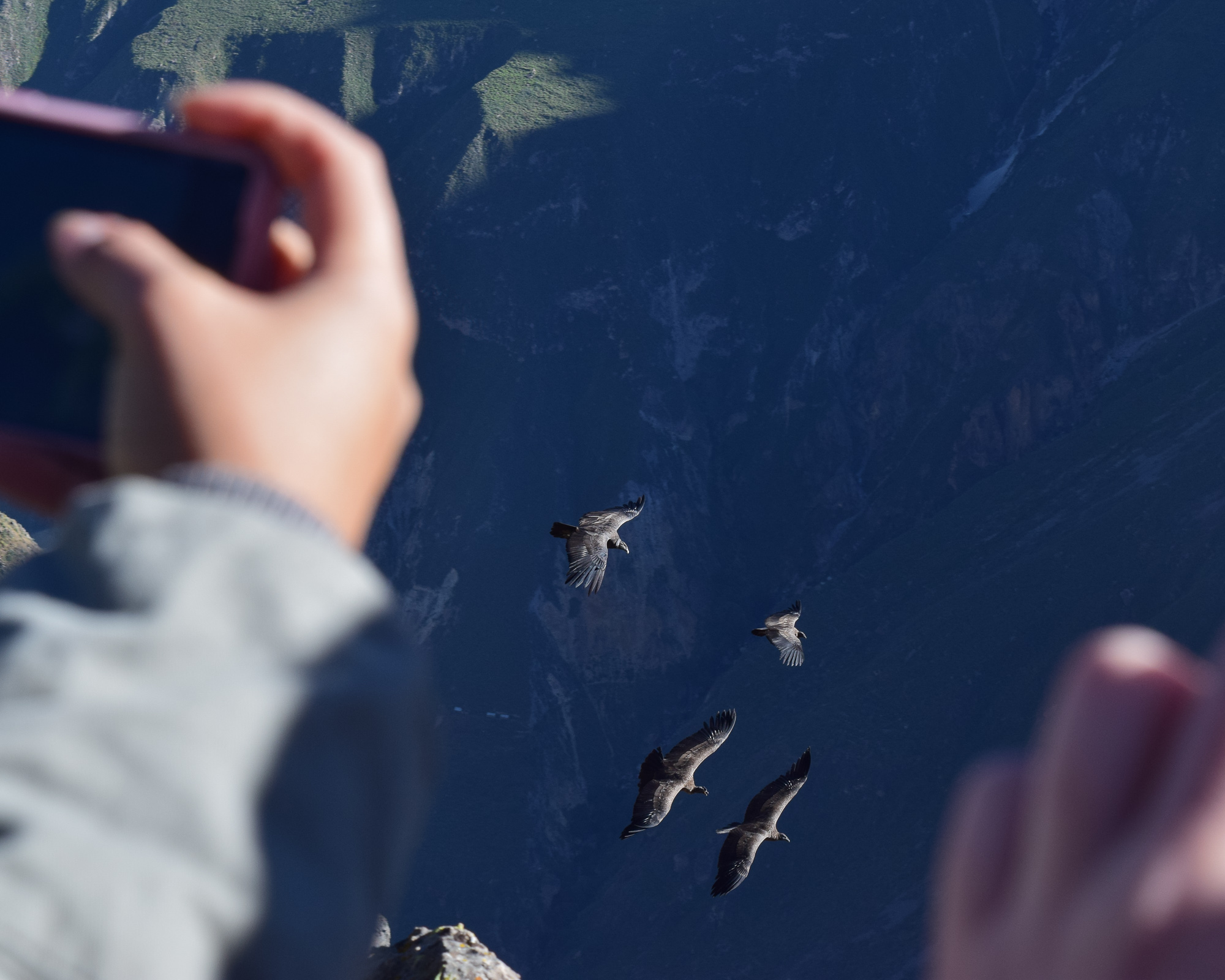 Condor in flight over Colca Canyon valley, Arequipa — poetic, the canyon below, scale of the bird