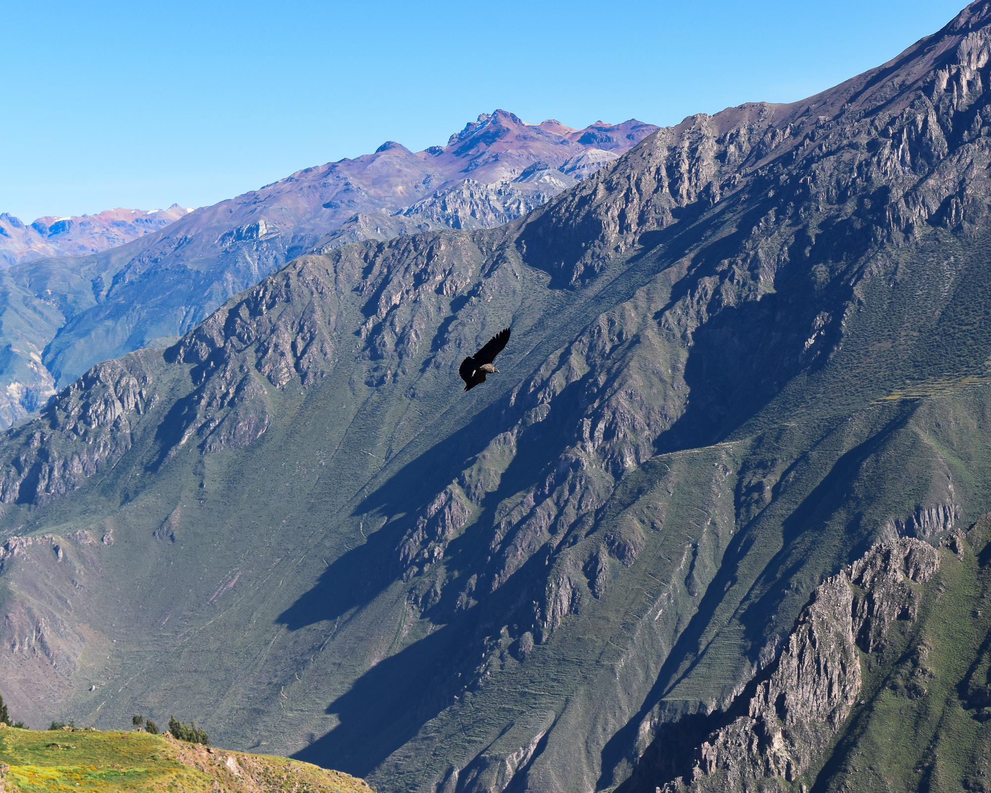 An intimate close view of a condor in flight over the Andes — rare perspective, unusual scale