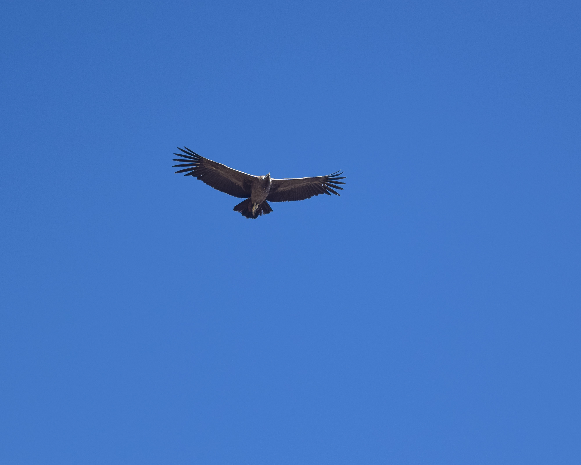 An indigenous person in the Andes — contemplative view, Latin America, human presence at altitude