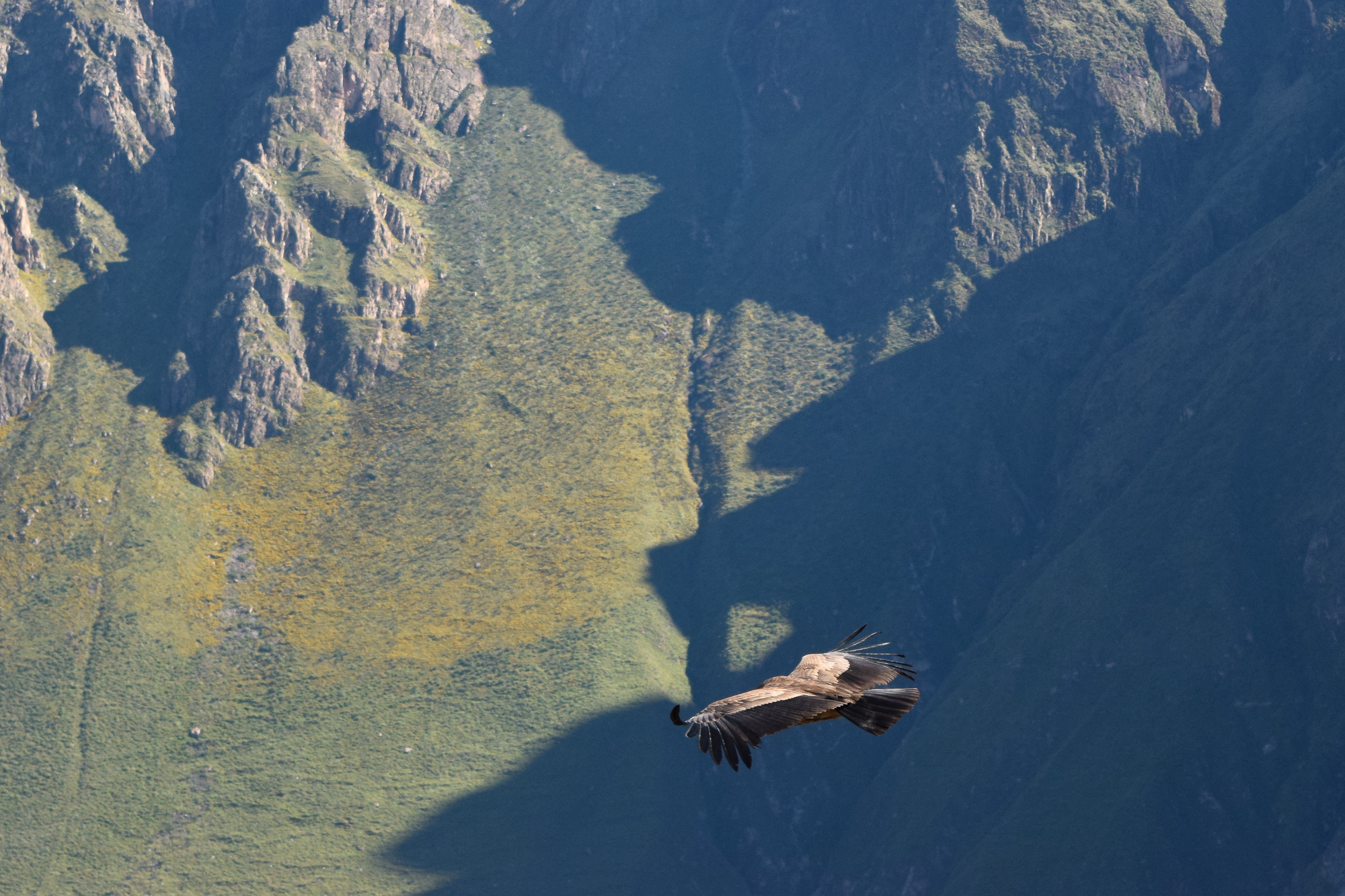 Condor in flight over Colca Canyon, Latin America — direct, powerful, wings extended