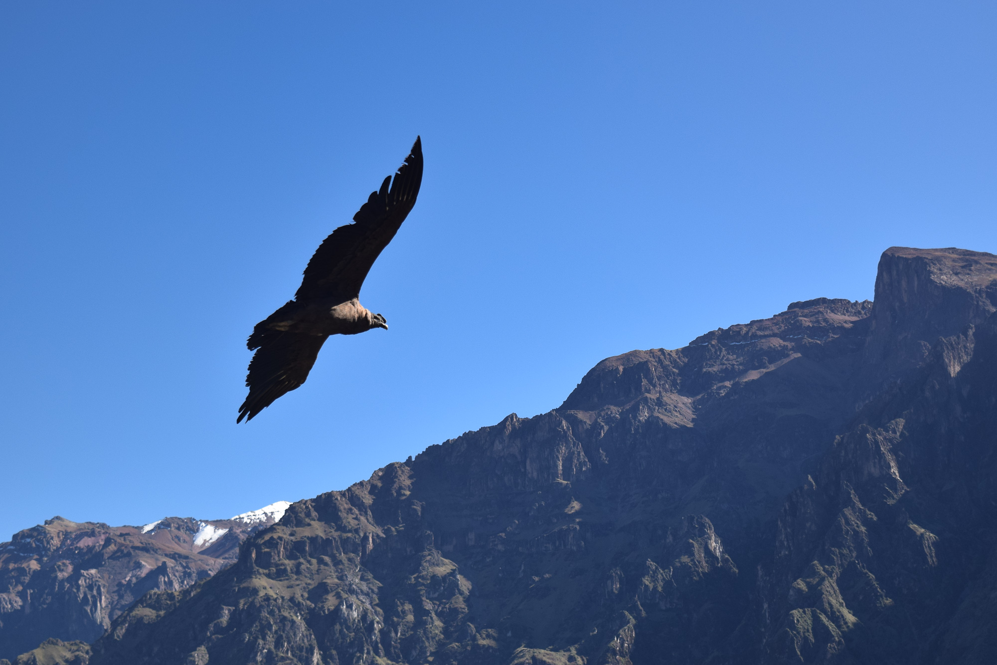A condor in graceful flight above Colca Canyon, mountains behind — Arequipa, the ancient landscape