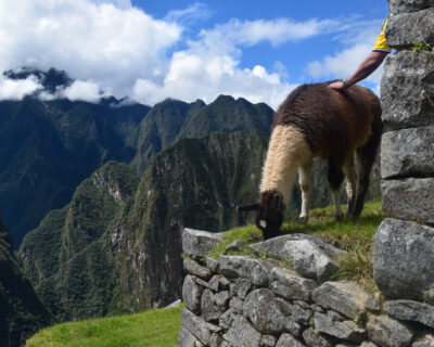 A llama grazes on grass atop an Inca stone wall at Machu Picchu while a person in a yellow shirt reaches out to pat its back, with cloud-covered Andean peaks in the distance.