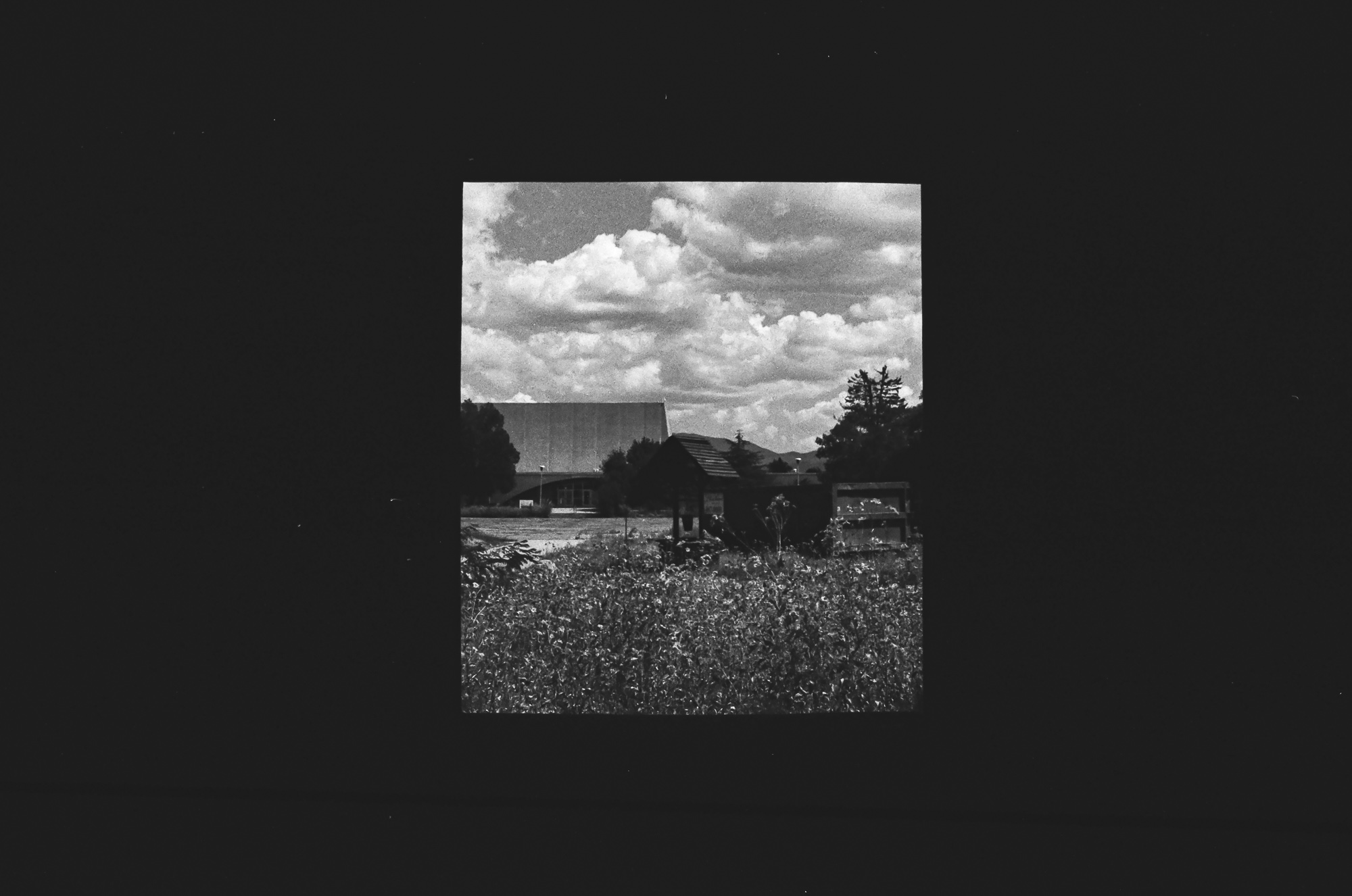 Looking down through a field of flowers in Santa Fe, strong perspective lines and hard shadows on the ground — analog black and white