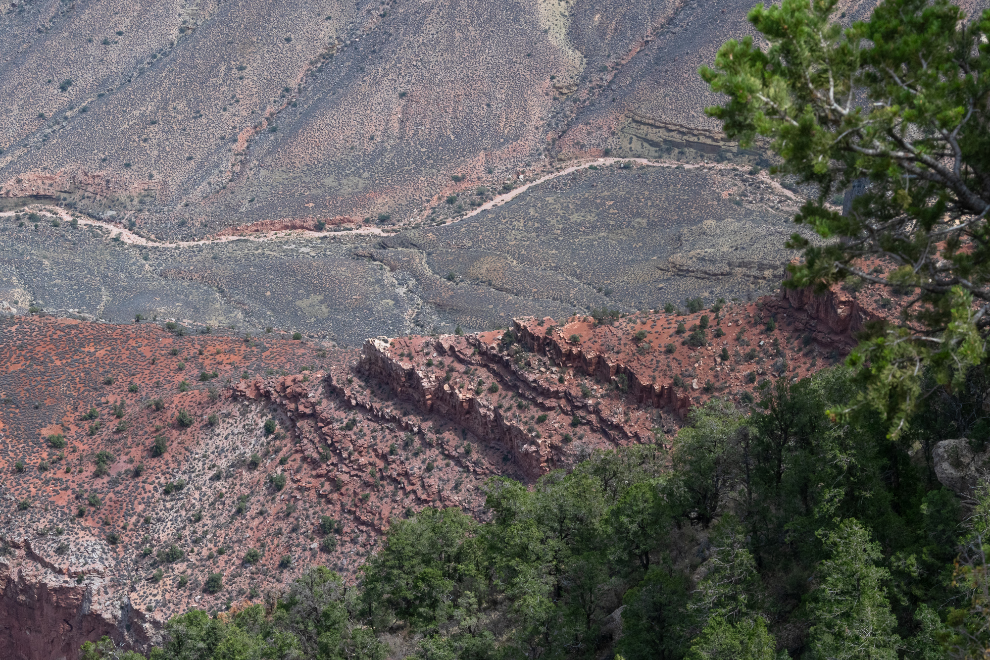 A telephoto view into the Grand Canyon shows a pale dirt trail winding across broad grey shale slopes, with a band of eroded red sandstone cliffs and scrub-covered talus below, and pine and juniper foliage framing the right edge and foreground.