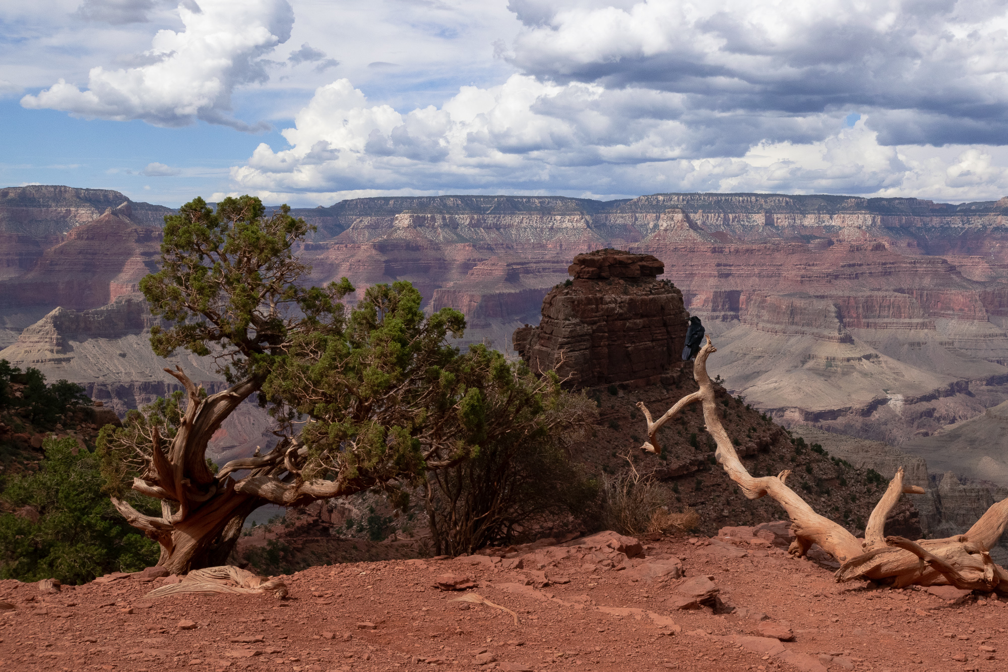 A gnarled juniper with a twisted, bare trunk grows from red gravel soil at the edge of the Grand Canyon, with a bleached dead branch sprawling across the right foreground. Behind it a flat-topped sandstone butte rises from banded canyon walls that recede toward a distant plateau under tall cumulus clouds.
