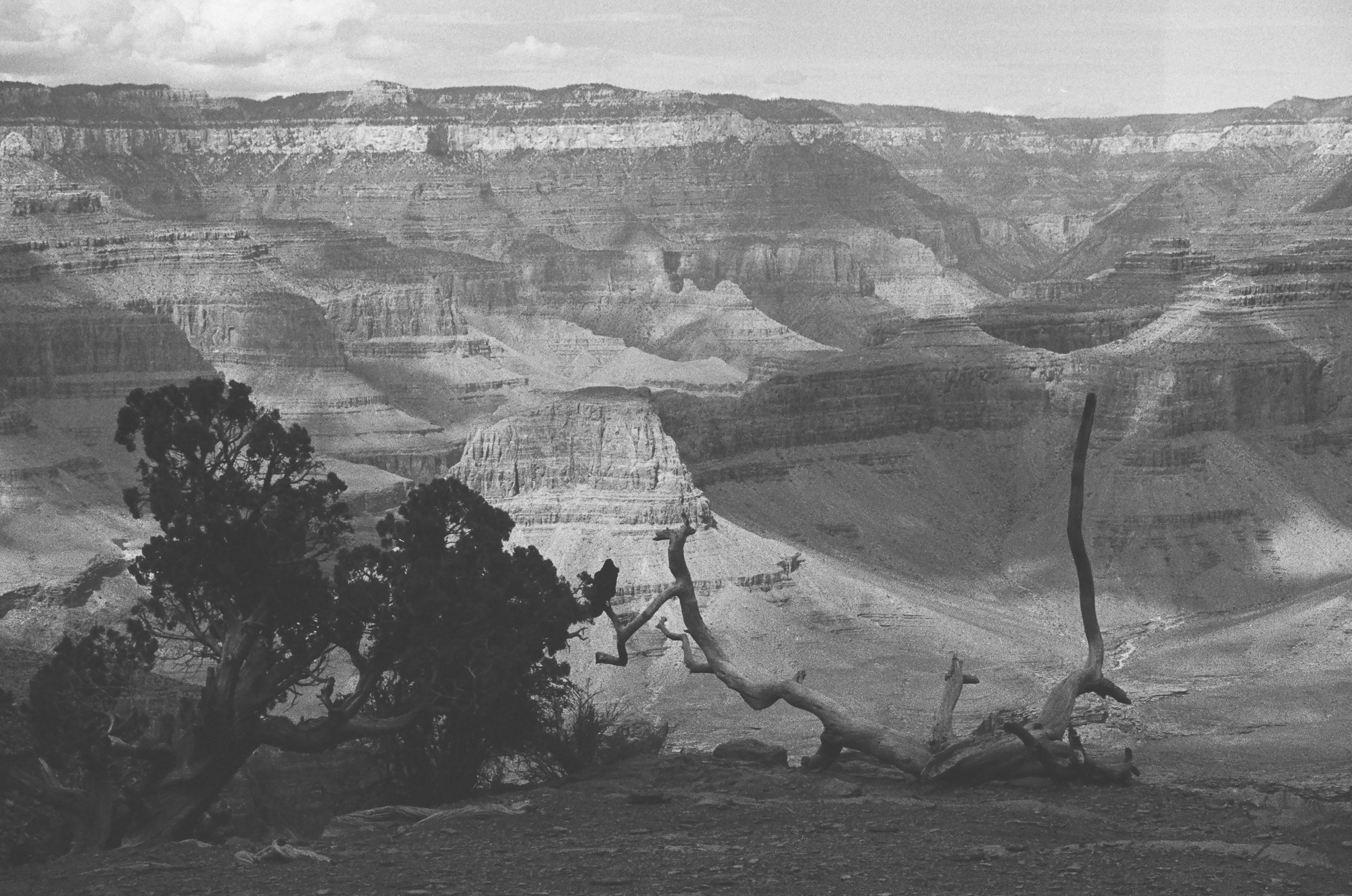 A black and white view across the Grand Canyon, with layered rock terraces and mesas receding toward a flat horizon under a pale cloudy sky. In the foreground, a dark twisted juniper grows at the rim beside a fallen, sun-bleached branch with a tall vertical limb rising from it.