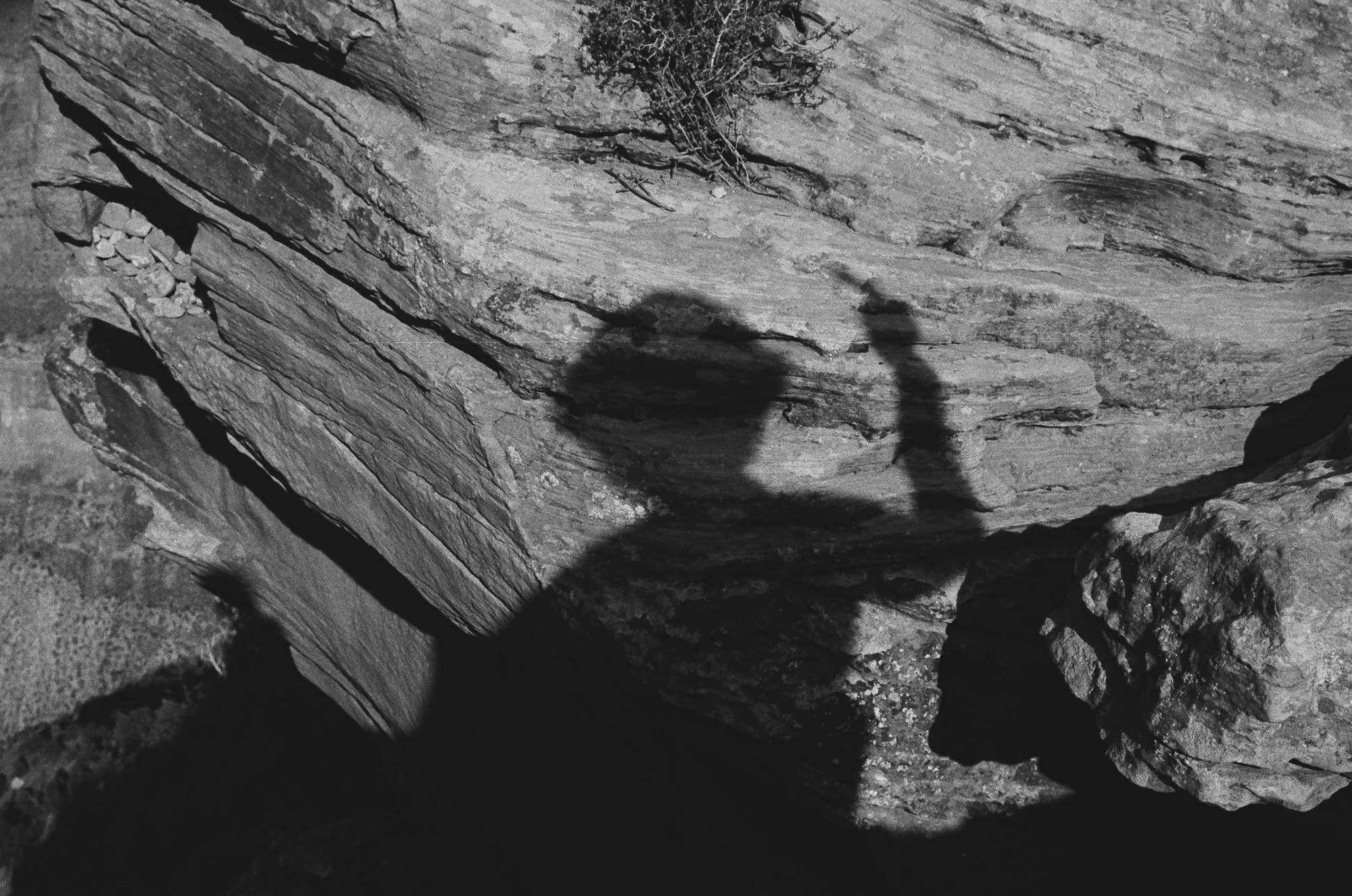 High-contrast black and white photograph of a person's shadow, arm raised holding a camera, projected across stratified sandstone ledges at the Grand Canyon. A small dry shrub grows from a crack in the rock at the top of the frame, and deep black shade fills the lower portion of the image.