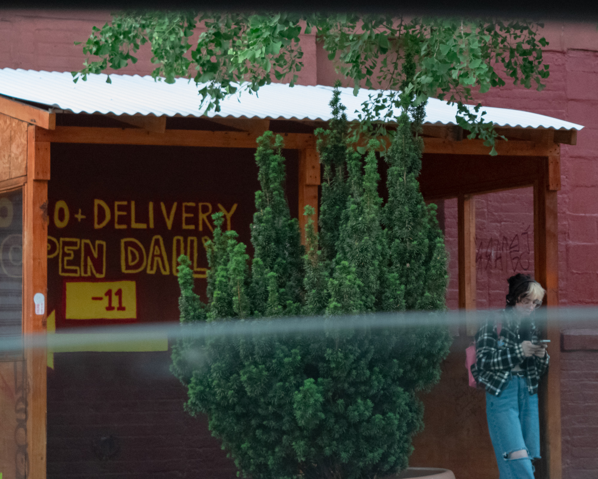 Shot through a streaked pane of glass, a wooden shelter with a corrugated metal roof stands against a red-painted brick wall, its dark sign hand-lettered in yellow with 'DELIVERY' and 'OPEN DAILY' and a red '-11'. Tall arborvitae shrubs fill the middle of the frame, ginkgo branches hang over the roof, and at right a person in a plaid flannel shirt, beanie and jeans leans against the wall looking at a phone.
